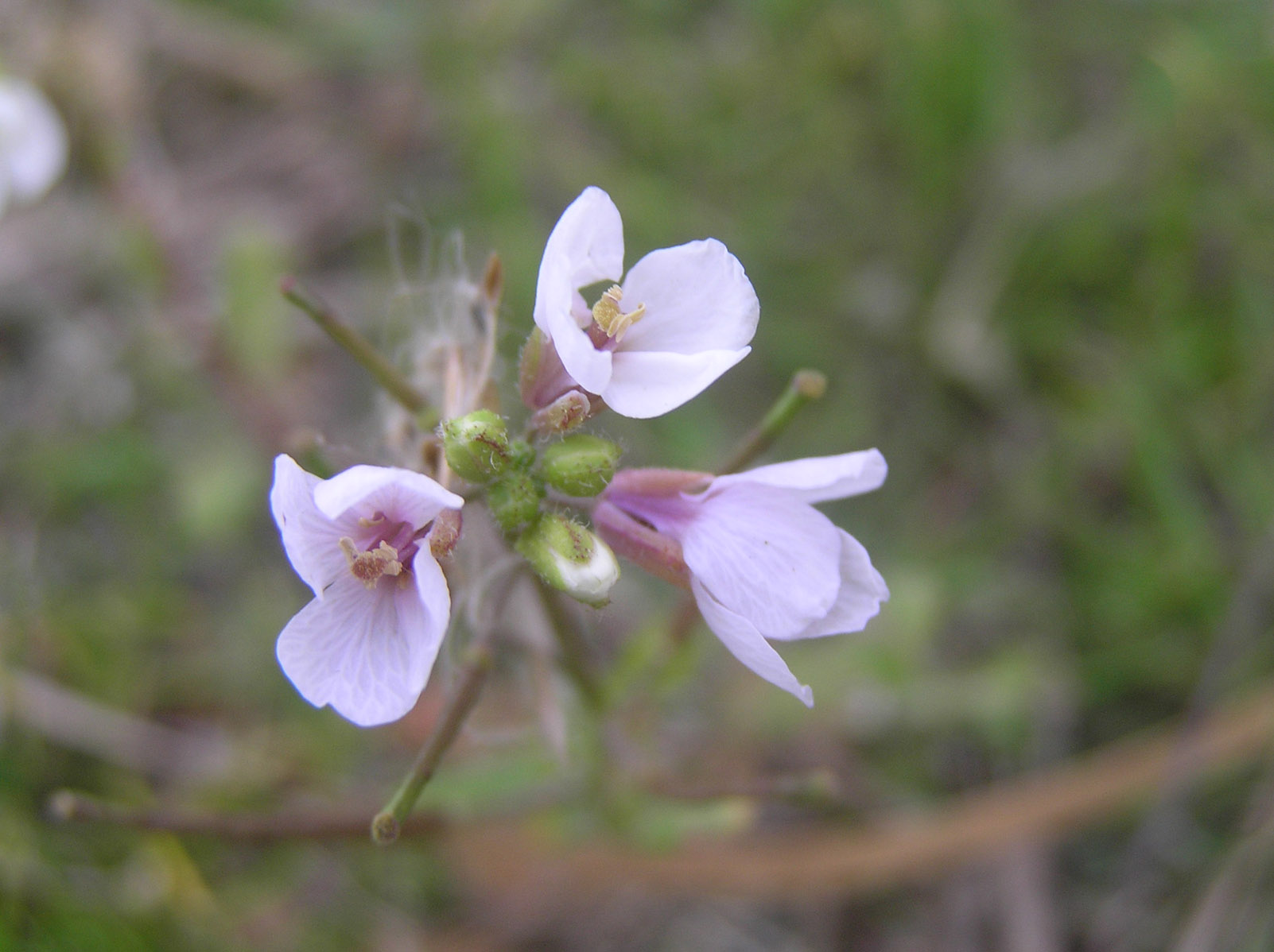 Mercurialis annua, Diplotaxis erucoides e Solanum sp.